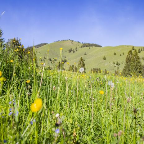 Alpenwiese in Bayern Alpenwiese in Bayern