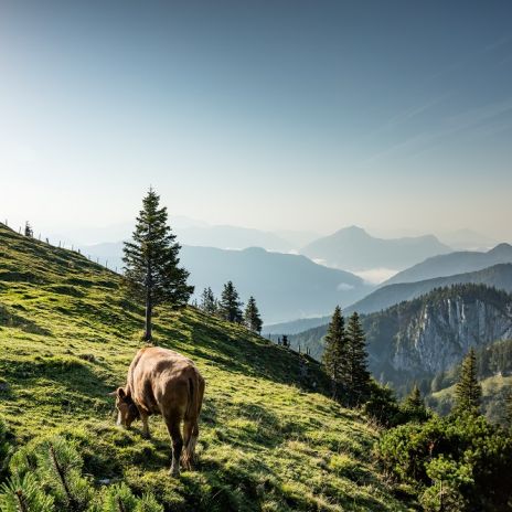 Alpenkühe bei Grassau