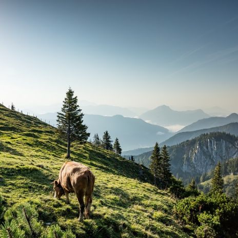 Alpenkühe bei Grassau