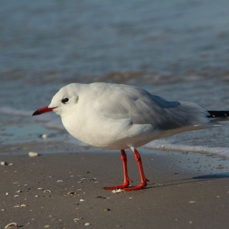 Seemöve am Strand bei Schönberg Seemöve am Strand bei Schönberg