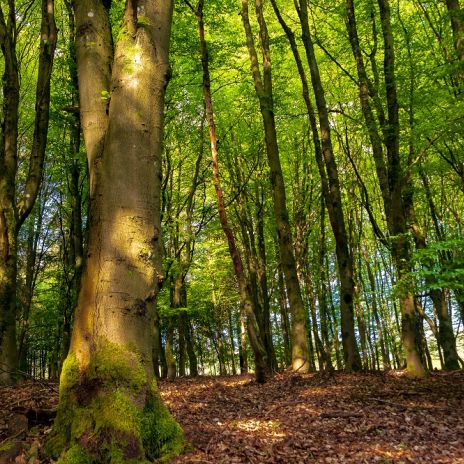 Frühling im Wald von Hellenthal