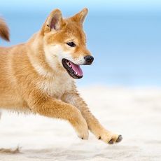 Themenbox Urlaub mit Hund an der Ostsee.590x230 Themenbox Urlaub mit Hund an der Ostsee.590x230