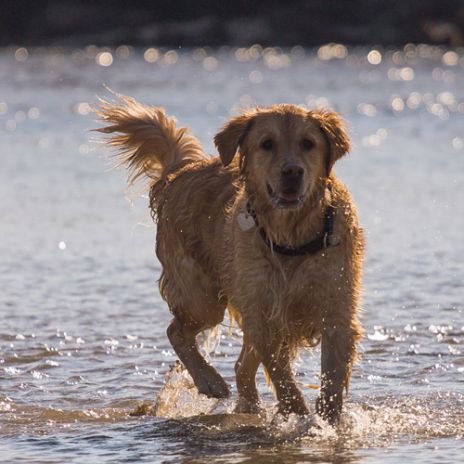 Themenbox Urlaub mit Hund am See