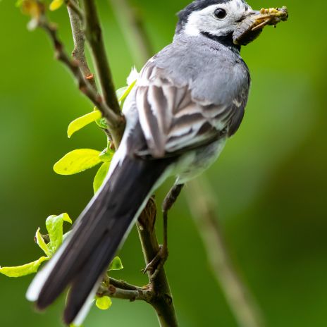 Bachstelze im Nationalpark Müritz