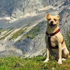 Themenbox_Bayerischer-Wald_Hund_590x230 Themenbox_Bayerischer-Wald_Hund_590x230