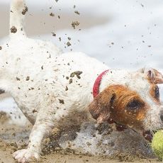 Themenbox Ferienhaus & Ferienwohnung_Sylt_Urlaub mit Hund_590x230_BestFewo