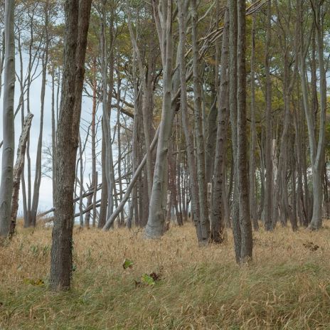 Gespensterwald in Graal-Müritz Gespensterwald in Graal-Müritz