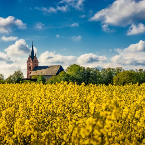 Rapsblüte in Ostfriesland