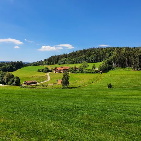 Alpine Wiesen bei Bodenmais