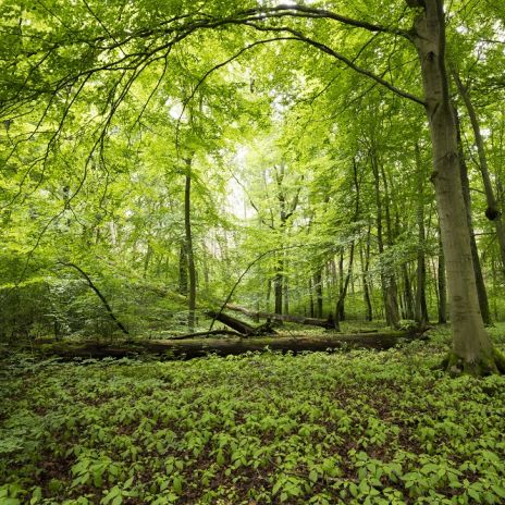 Wanderung im Müritz-Nationalpark Wanderung im Müritz-Nationalpark