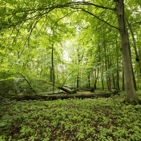 Wanderung im Müritz-Nationalpark