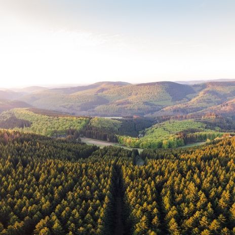 Wälder bei Winterberg im Sauerland