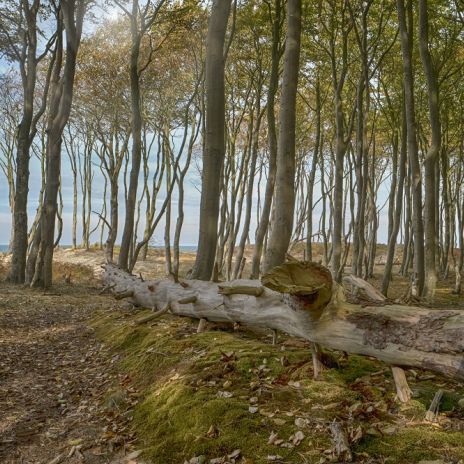 Darßwald auf dem Darß