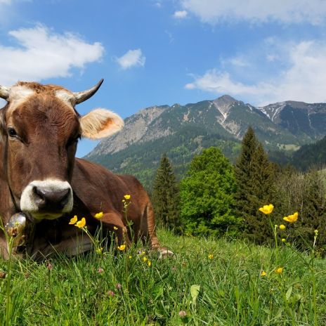 Kuh auf einer Alpenwiese in Bayern_AdobeStock_204718826