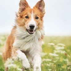 Themenbox Ferienhaus & Ferienwohnung_Urlaub mit Hund_ 590x230_BestFewo Themenbox Ferienhaus & Ferienwohnung_Urlaub mit Hund_ 590x230_BestFewo