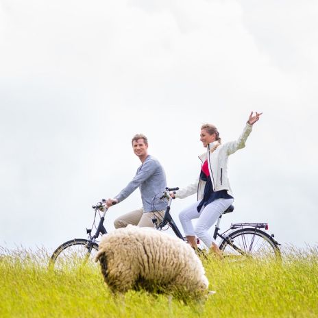 Radtour auf dem Deich Radtour auf dem Deich