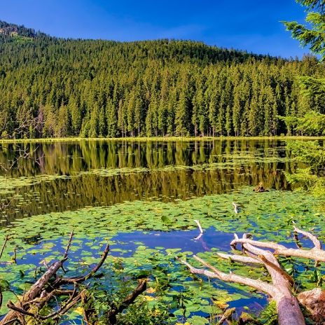 Großer Arbersee im Bayerischen Wald Großer Arbersee im Bayerischen Wald