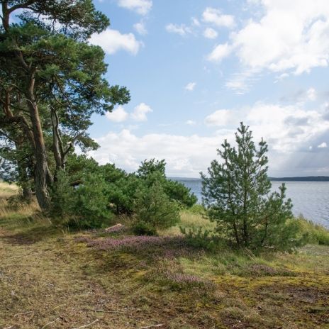 Bodden und Heideland bei Glowe auf Rügen Bodden und Heideland bei Glowe auf Rügen