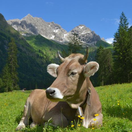 Kuh auf Weide im Allgäu