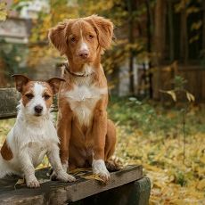 Themenbox_Schwarzwald_Hund_590x230 Themenbox_Schwarzwald_Hund_590x230