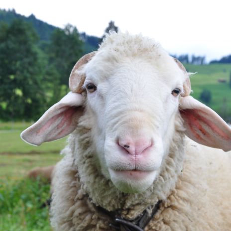 Schaf im Allgäu