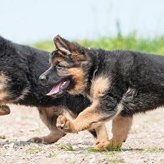 Themenbox Ferienhaus & Ferienwohnung_Urlaub mit Hund_ 590x230