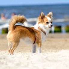 Themenbox Ferienhaus & Ferienwohnung_Urlaub mit Hund an der Nordsee_590x230_BestFewo