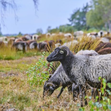 Heidschnucken in der Lüneburger Heide Heidschnucken in der Lüneburger Heide