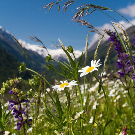 Bergwiese im Allgäu