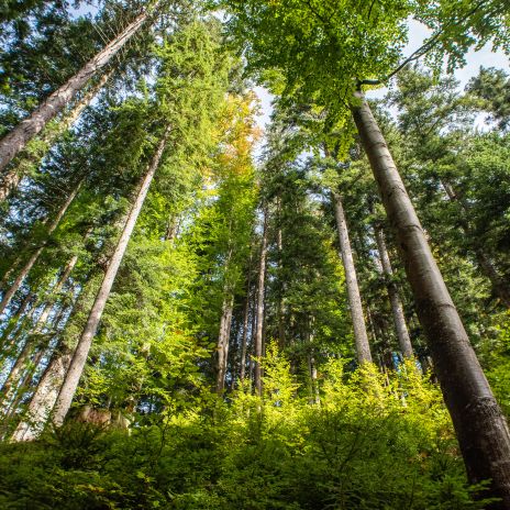 Wald bei Schliersee Wald bei Schliersee