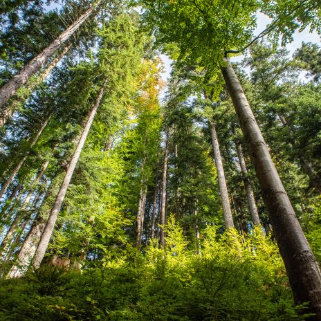 Wald bei Schliersee