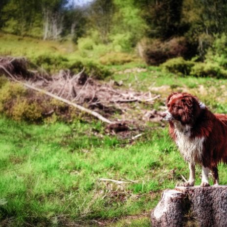 Themenbox Urlaub mit Hund in den Bergen