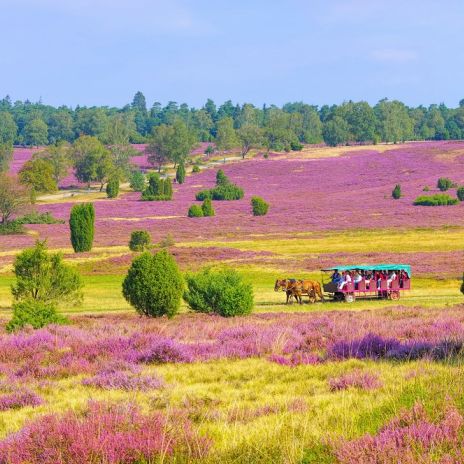 Lüneburger Heide bei Wilsede Lüneburger Heide bei Wilsede