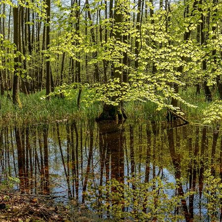 Waldsee im Naturpark Mecklenburgische Schweiz