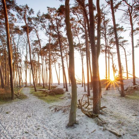 Kiefernwald auf Fischland-Darß-Zingst Kiefernwald auf Fischland-Darß-Zingst