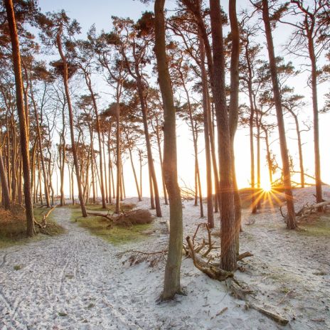 Kiefernwald auf Fischland-Darß-Zingst