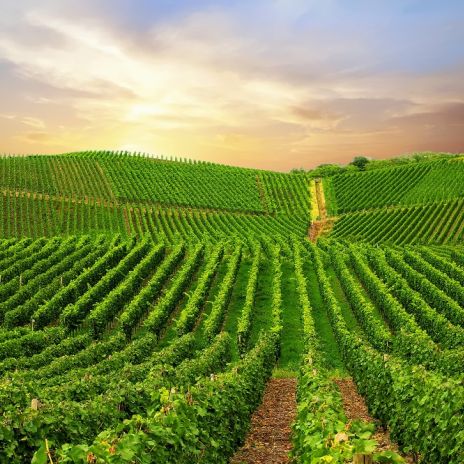 Weinberge in der Pfalz Weinberge in der Pfalz