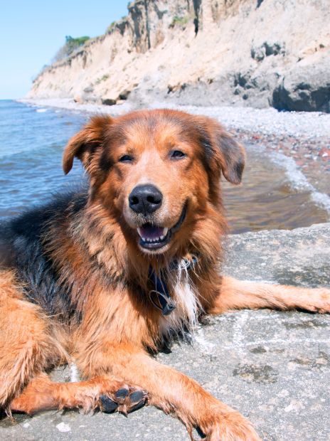 Toben und planschen am Hundestrand in Fischland Darß
