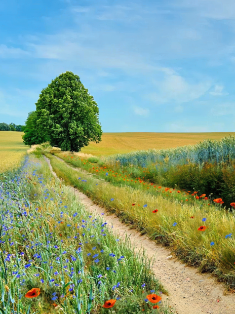 Ursprüngliche Natur in der Uckermark - ©ebenart/stock.adobe.com 