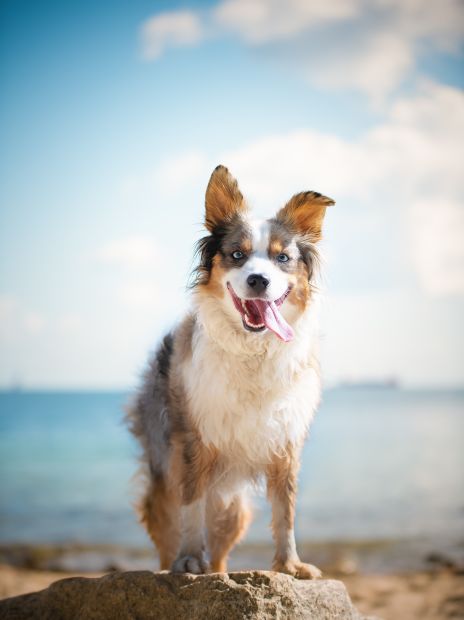 Die schönsten Hundestrände an der Nordsee - (c)Wuschelpfoten/stock.adobe.com